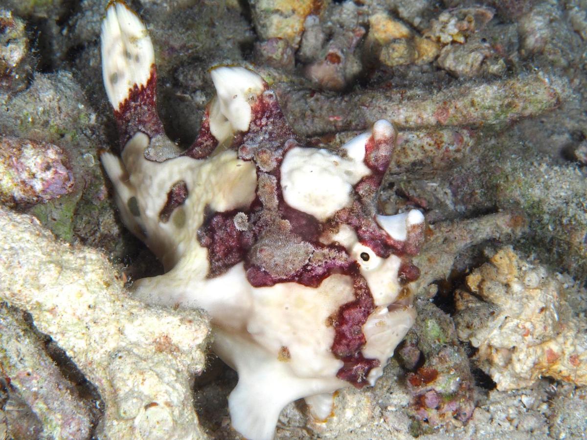Dive Spot Asia Beach Resort Boljoon Εξωτερικό φωτογραφία