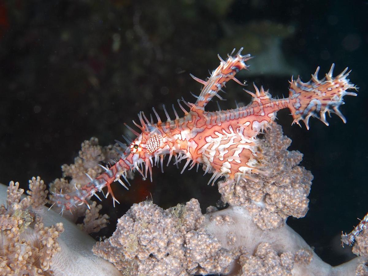 Dive Spot Asia Beach Resort Boljoon Εξωτερικό φωτογραφία