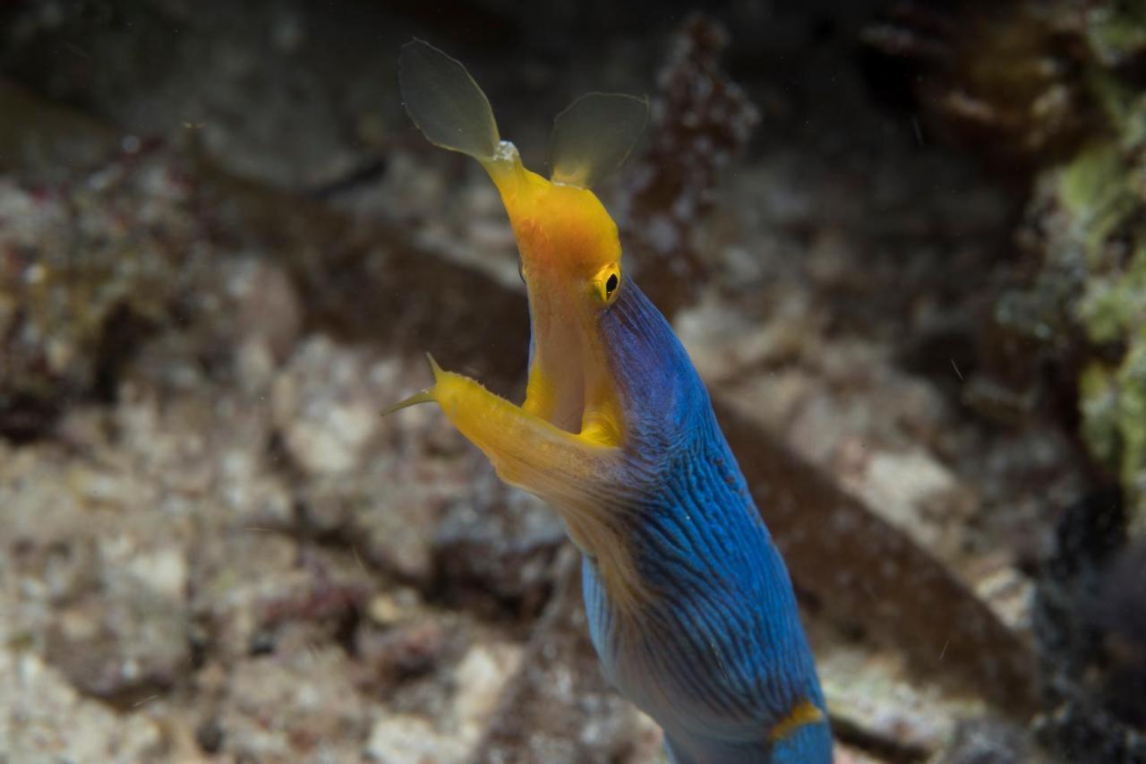 Dive Spot Asia Beach Resort Boljoon Εξωτερικό φωτογραφία