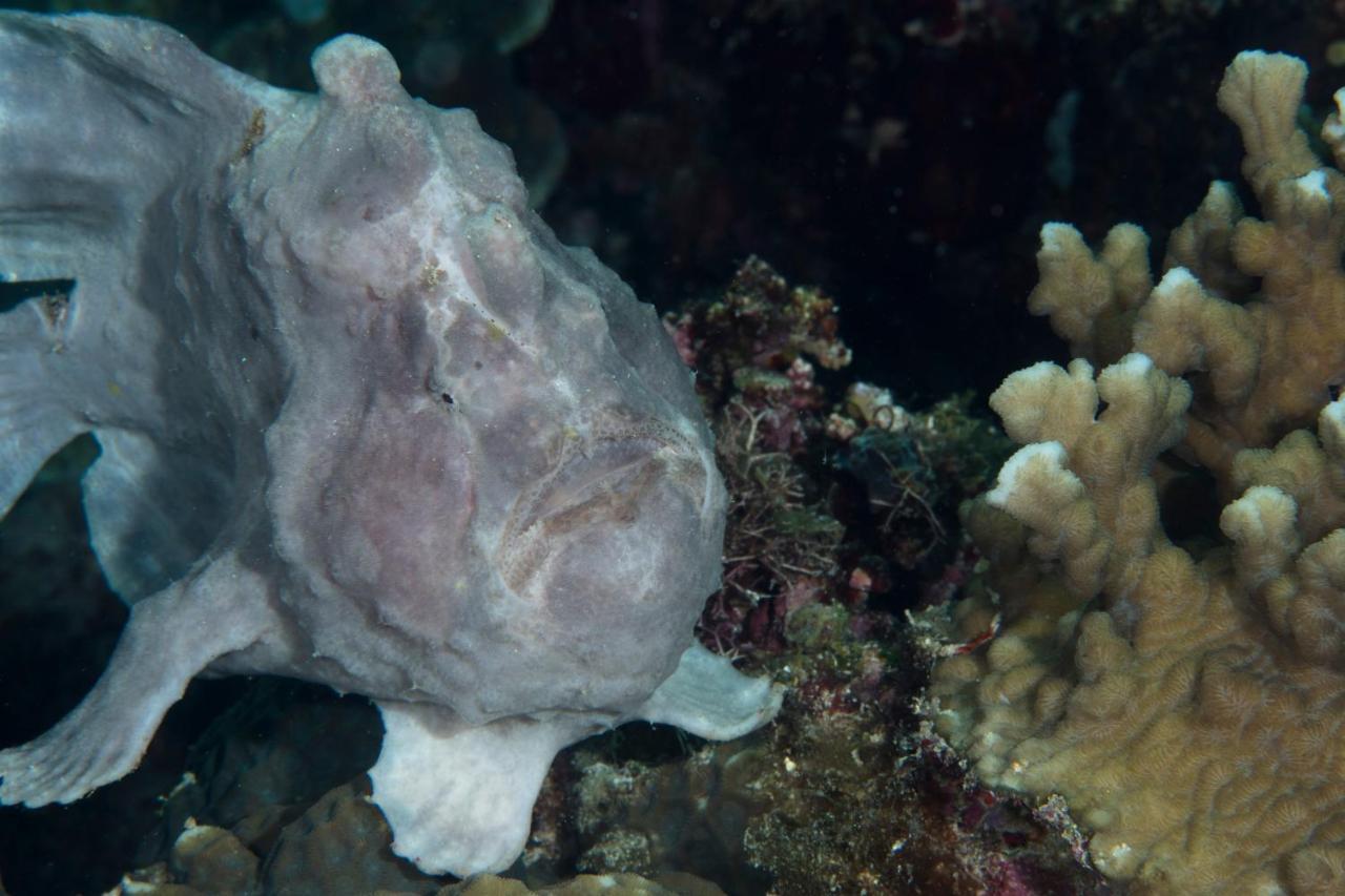 Dive Spot Asia Beach Resort Boljoon Εξωτερικό φωτογραφία